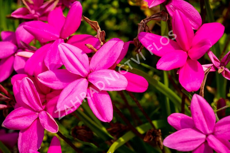 Rodohypoxis - Rhodohypoxis milloides