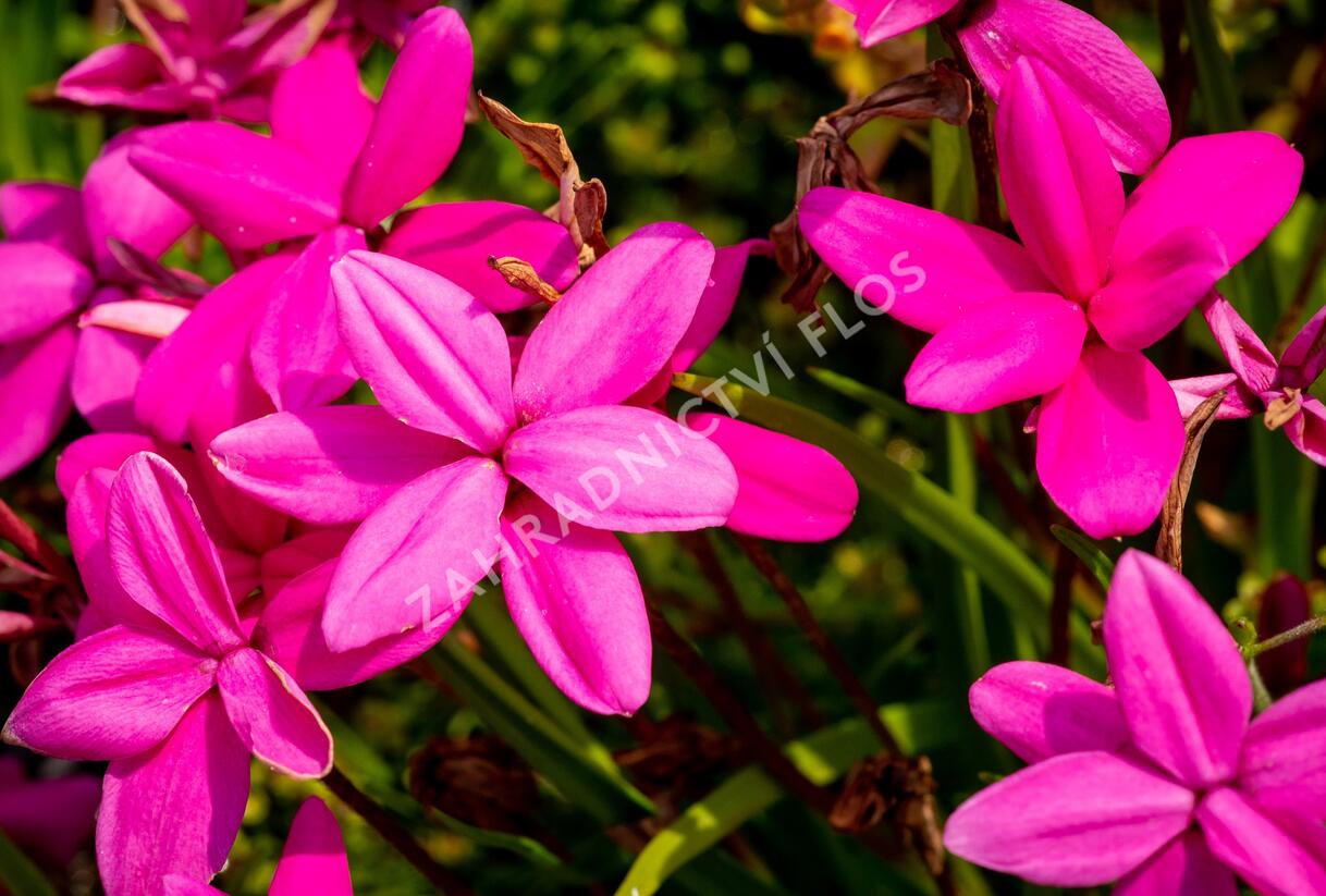 Rodohypoxis - Rhodohypoxis milloides