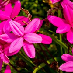 Rodohypoxis - Rhodohypoxis milloides