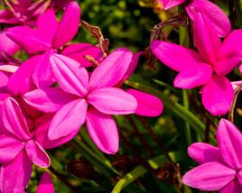 Rodohypoxis
