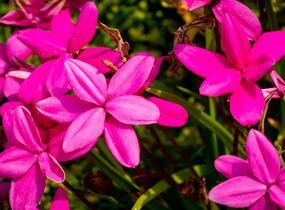 Rodohypoxis - Rhodohypoxis milloides