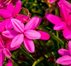 Rodohypoxis - Rhodohypoxis milloides