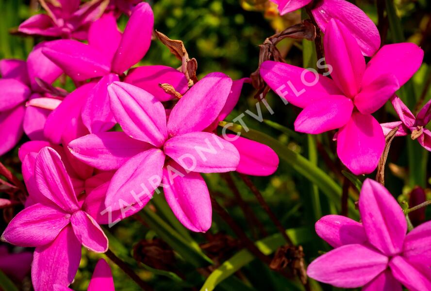 Rodohypoxis - Rhodohypoxis milloides