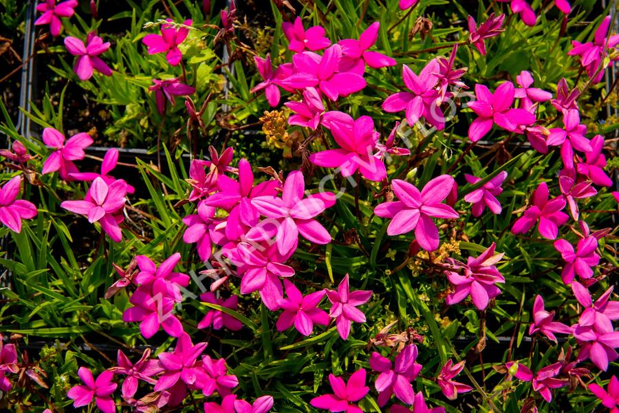 Rodohypoxis - Rhodohypoxis milloides