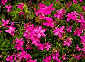 Rodohypoxis - Rhodohypoxis milloides