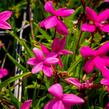 Rodohypoxis - Rhodohypoxis milloides