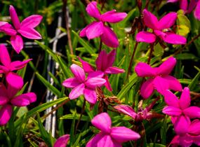 Rodohypoxis - Rhodohypoxis milloides