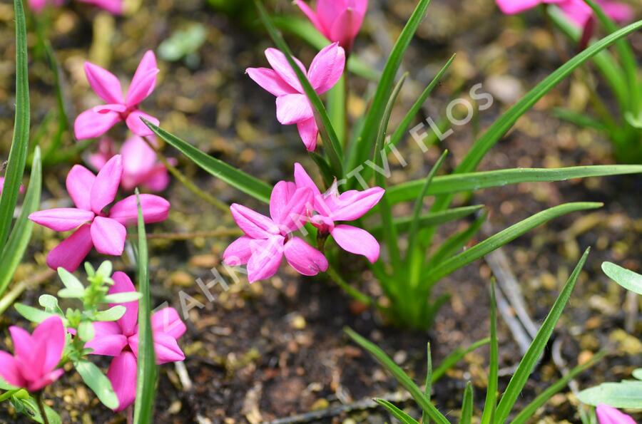 Rodohypoxis - Rhodohypoxis milloides