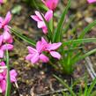 Rodohypoxis - Rhodohypoxis milloides
