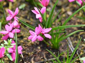 Rodohypoxis - Rhodohypoxis milloides