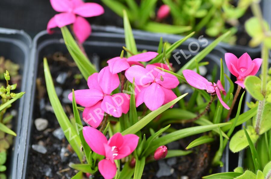 Rodohypoxis - Rhodohypoxis milloides