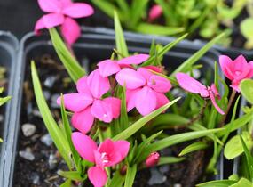 Rodohypoxis - Rhodohypoxis milloides