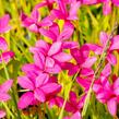 Rodohypoxis - Rhodohypoxis deflexa