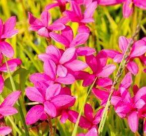 Rodohypoxis - Rhodohypoxis deflexa