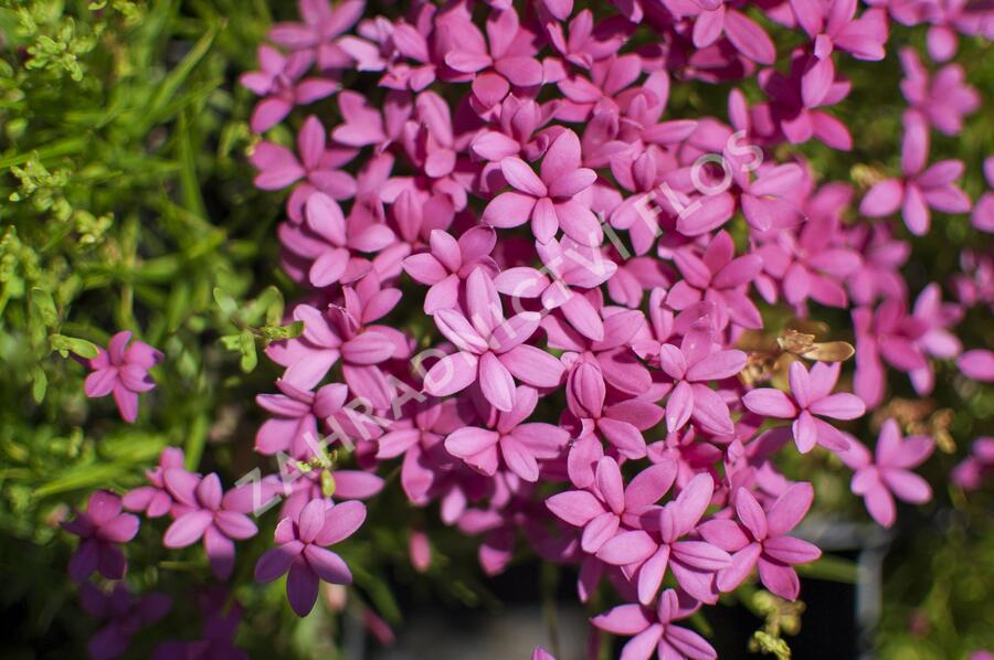 Rodohypoxis - Rhodohypoxis deflexa