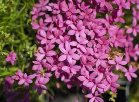 Rodohypoxis - Rhodohypoxis deflexa