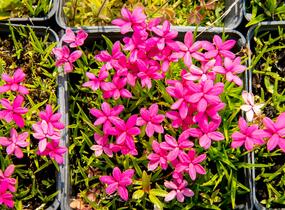 Rodohypoxis - Rhodohypoxis deflexa