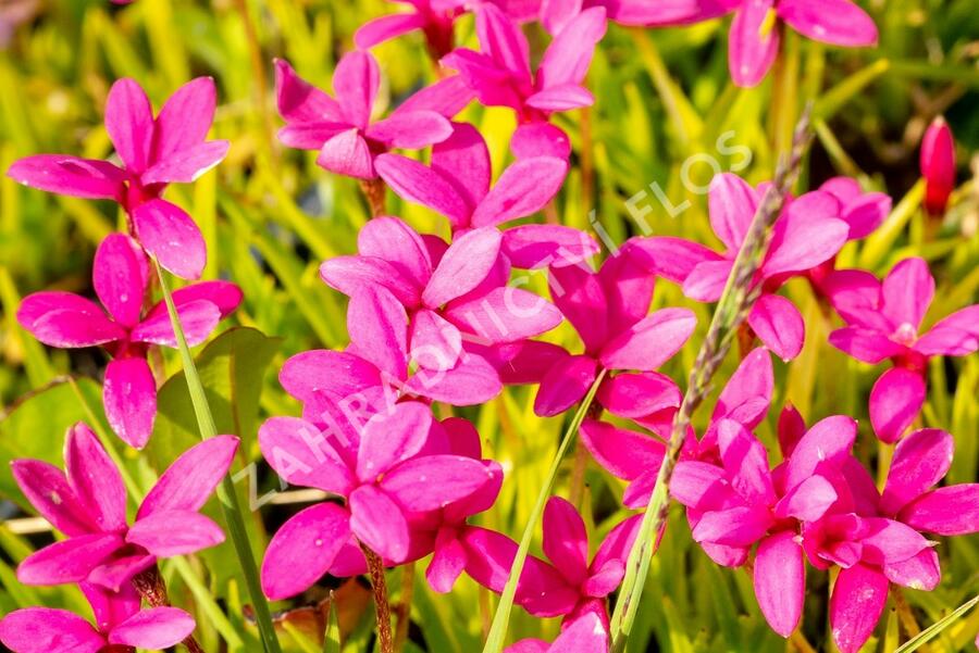 Rodohypoxis - Rhodohypoxis deflexa