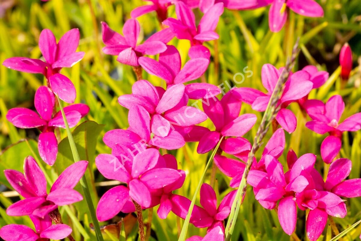 Rodohypoxis - Rhodohypoxis deflexa