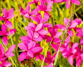 Rodohypoxis