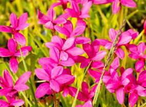 Rodohypoxis - Rhodohypoxis deflexa