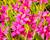 Rodohypoxis