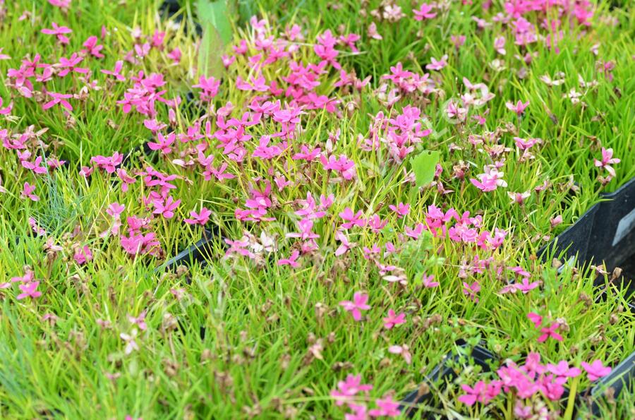 Rodohypoxis - Rhodohypoxis deflexa