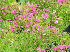 Rodohypoxis - Rhodohypoxis deflexa