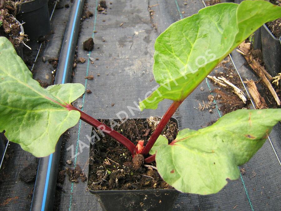 Reveň rebarbora - Rheum rhabarbarum