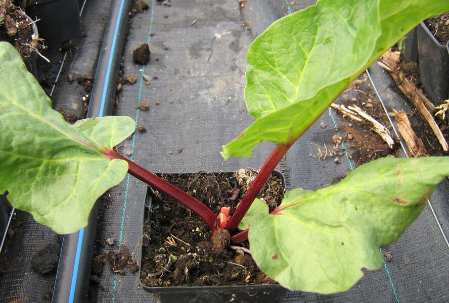 Reveň rebarbora - Rheum rhabarbarum