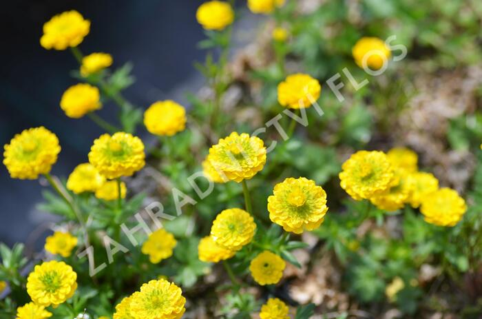 Pryskyřník 'Flore Pleno' - Ranunculus aconitifolius 'Flore Pleno'