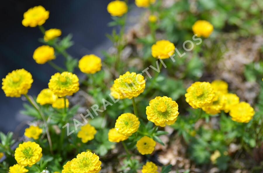 Pryskyřník 'Flore Pleno' - Ranunculus aconitifolius 'Flore Pleno'