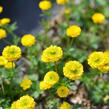 Pryskyřník 'Flore Pleno' - Ranunculus aconitifolius 'Flore Pleno'