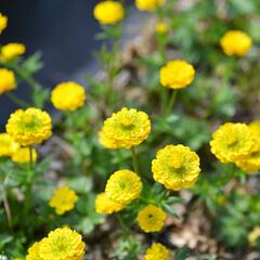 Pryskyřník 'Flore Pleno' - Ranunculus aconitifolius 'Flore Pleno'