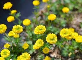 Pryskyřník 'Flore Pleno' - Ranunculus aconitifolius 'Flore Pleno'
