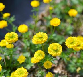 Pryskyřník 'Flore Pleno' - Ranunculus aconitifolius 'Flore Pleno'