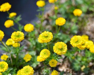 Pryskyřník 'Flore Pleno'