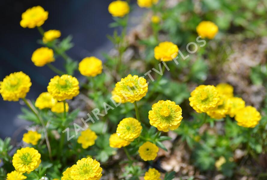Pryskyřník 'Flore Pleno' - Ranunculus aconitifolius 'Flore Pleno'