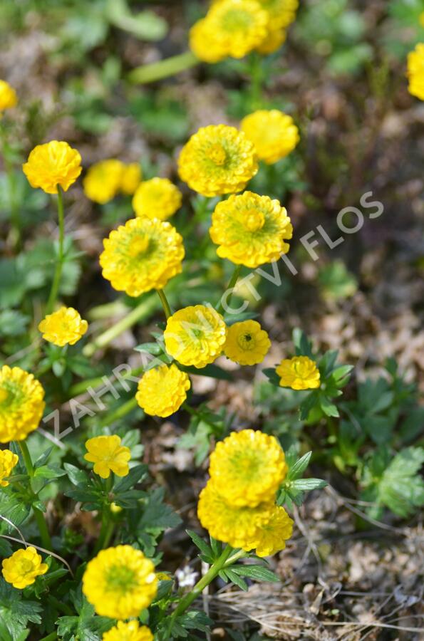 Pryskyřník 'Flore Pleno' - Ranunculus aconitifolius 'Flore Pleno'