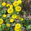 Pryskyřník 'Flore Pleno' - Ranunculus aconitifolius 'Flore Pleno'