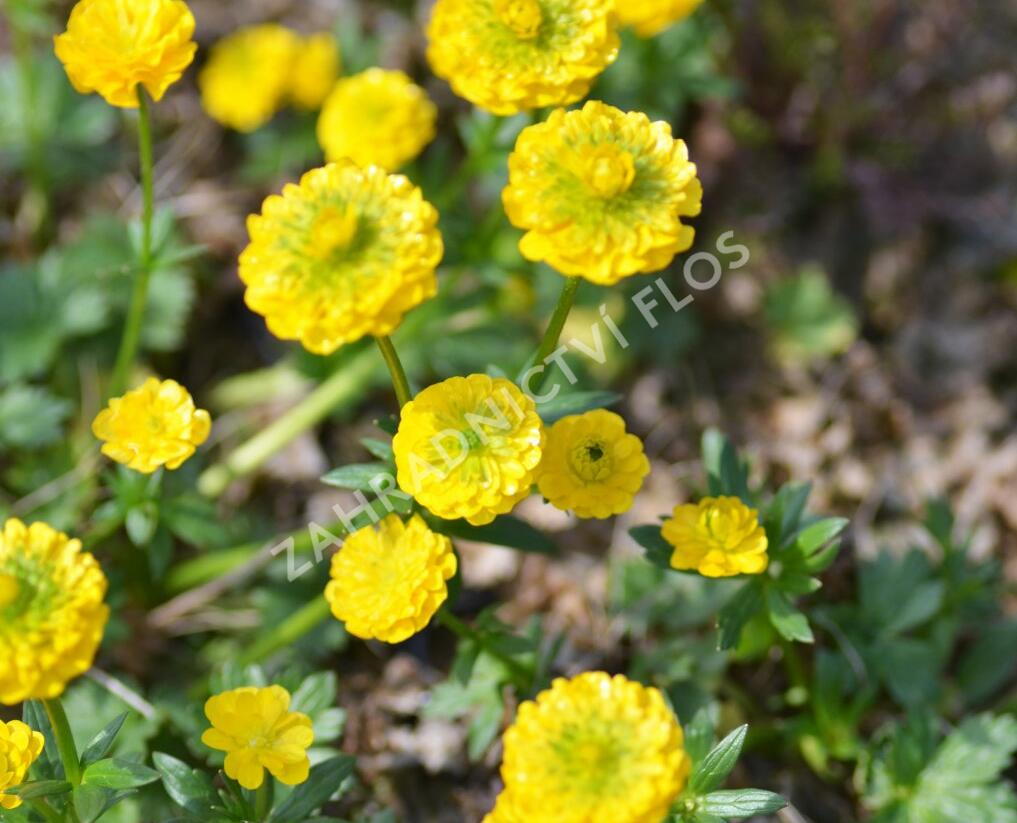 Pryskyřník 'Flore Pleno' - Ranunculus aconitifolius 'Flore Pleno'