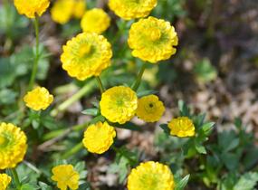 Pryskyřník 'Flore Pleno' - Ranunculus aconitifolius 'Flore Pleno'