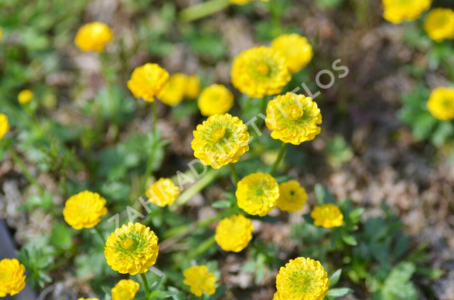 Pryskyřník 'Flore Pleno' - Ranunculus aconitifolius 'Flore Pleno'
