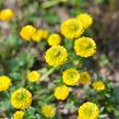 Pryskyřník 'Flore Pleno' - Ranunculus aconitifolius 'Flore Pleno'