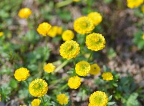 Pryskyřník 'Flore Pleno' - Ranunculus aconitifolius 'Flore Pleno'