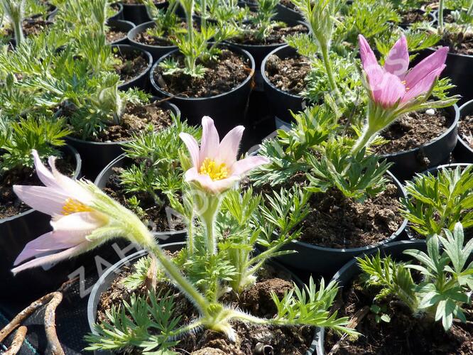 Koniklec obecný 'Pink Shades' - Pulsatilla vulgaris 'Pink Shades'