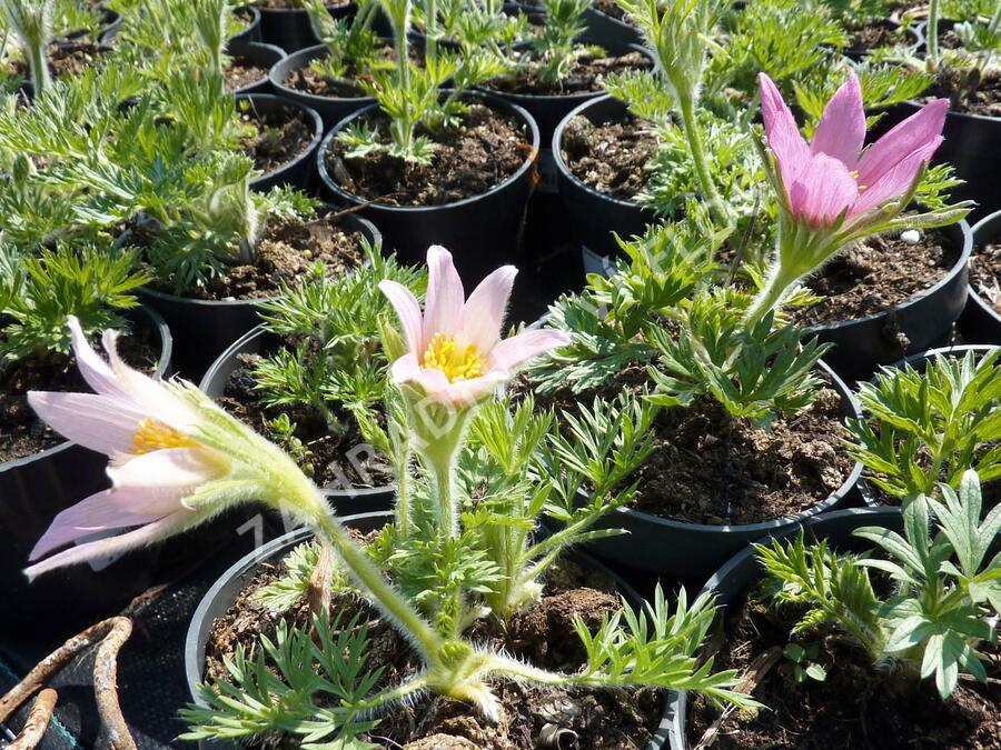 Koniklec obecný 'Pink Shades' - Pulsatilla vulgaris 'Pink Shades'