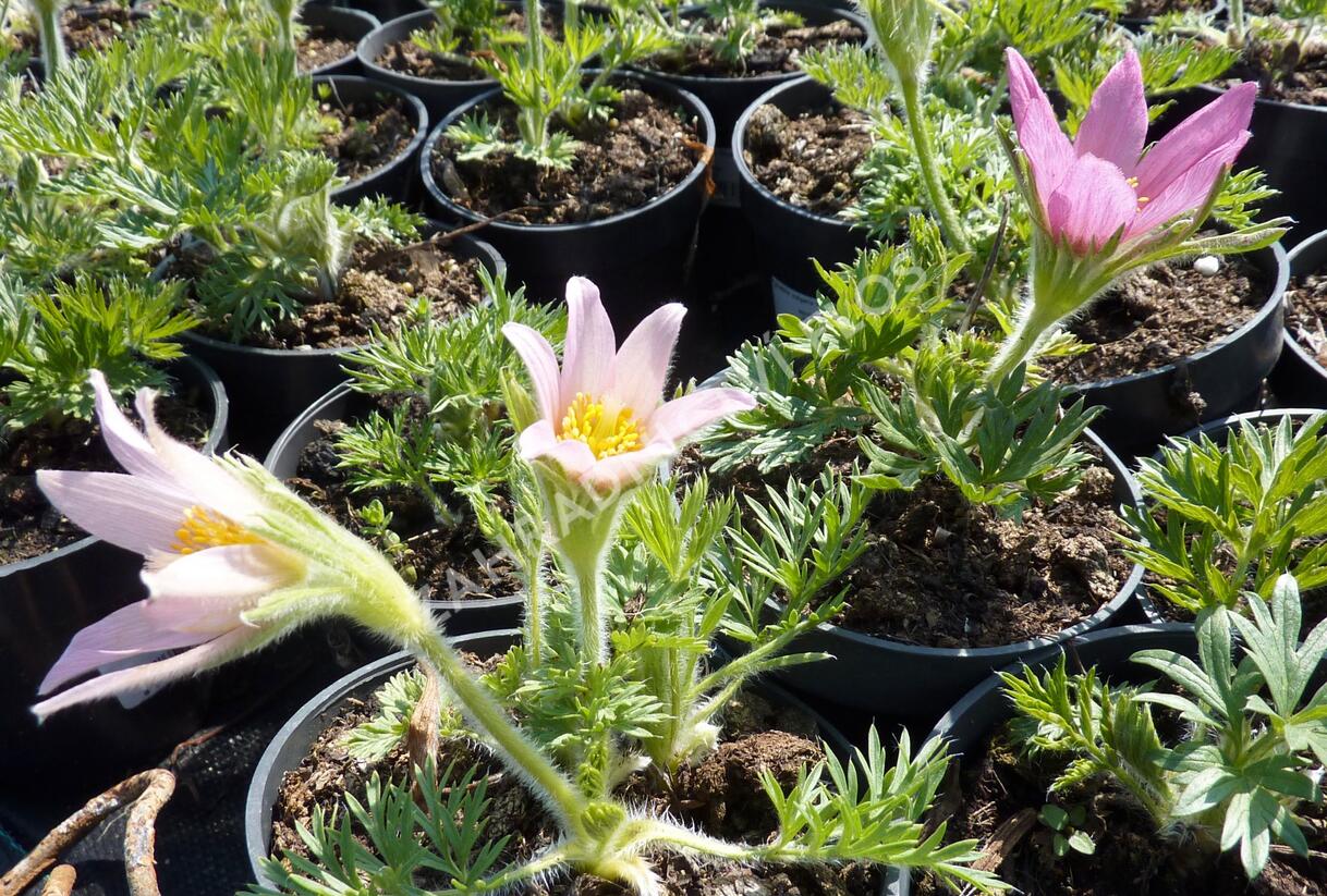 Koniklec obecný 'Pink Shades' - Pulsatilla vulgaris 'Pink Shades'