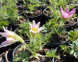 Koniklec obecný 'Pink Shades'