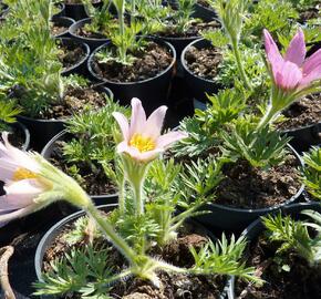 Koniklec obecný 'Pink Shades' - Pulsatilla vulgaris 'Pink Shades'